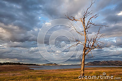 Bare tree standing on the shore of Hume Lake Stock Photo