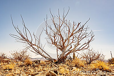 Bare Tree Stands Alone In The Desert Above Carlsbad Caverns Stock Photo