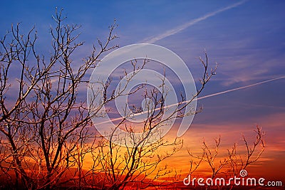 Bare tree at sunset Stock Photo