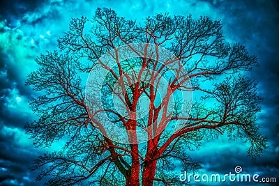 Bare tree, dramatic cloudy sky Stock Photo