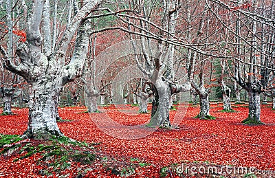 Bare tree trunks in autumn forest Stock Photo