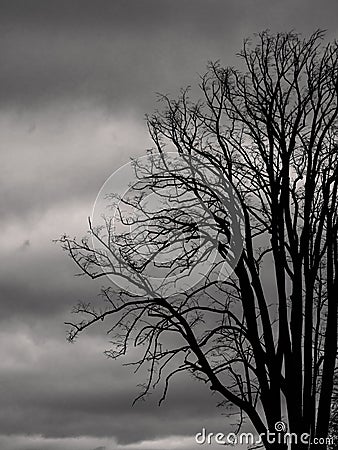 Bare Tree in Winter Monochrome Stock Photo