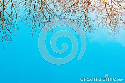 Bare trees and blue sky background. picture of bare trees in spring or winter. ecological disaster, acid rain. the beginning of sp Stock Photo