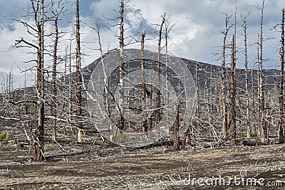 Lifeless desert landscape of Kamchatka Peninsula: Dead wood (Tolbachik Volcano lava field) Stock Photo
