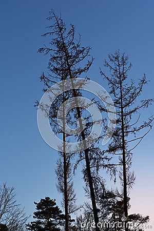 Bare trees in the forest as a silhouette in front of the setting sun in the evening in portrait format Stock Photo