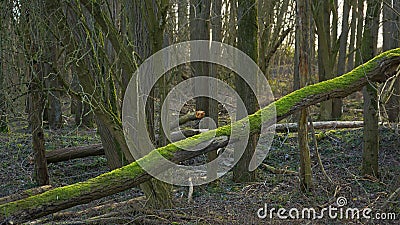 Winter forest with diagonal fallen tree with moss Stock Photo