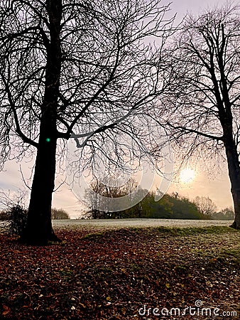 Bare trees with the rising sun behind Stock Photo