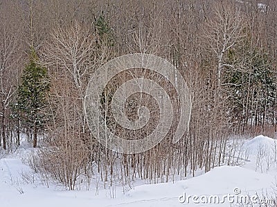 Bare and spruce trees and shrubs in the snow Stock Photo