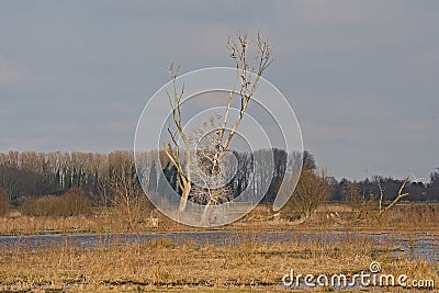 bare trees a sunny marsh landscape in the flemish countryside Stock Photo