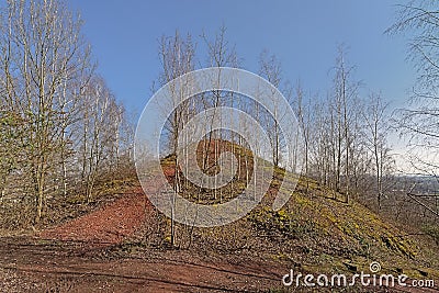 Bare trees on Terril de l`Heribus i Mons, Walloia Stock Photo