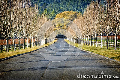 Bare Trees, Wine Country Road, California Stock Photo