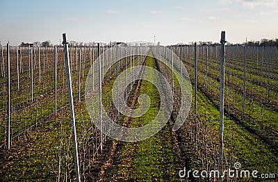 Bare vineyard in the autumn with empty rows of vines Stock Photo