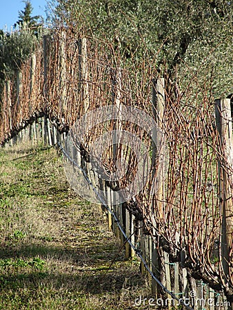 Bare vineyard field in winter . Tuscany, Italy Stock Photo