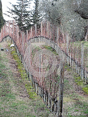 Bare vineyard field in winter . Tuscany, Italy Stock Photo