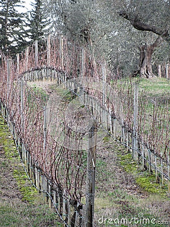 Bare vineyard field in winter . Tuscany, Italy Stock Photo