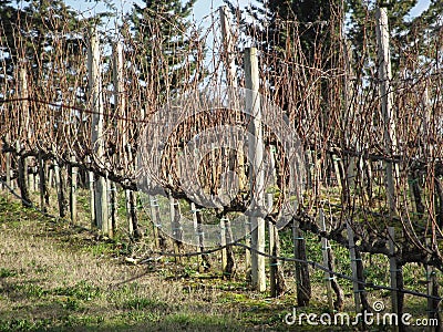 Bare vineyard field in winter . Tuscany, Italy Stock Photo