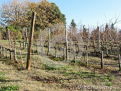 Bare vineyard field in winter . Tuscany, Italy Stock Photo