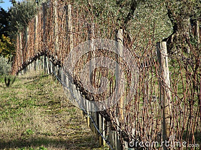 Bare vineyard field in winter . Tuscany, Italy Stock Photo