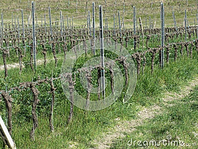 Bare vineyard field in winter . Tuscany, Italy Stock Photo