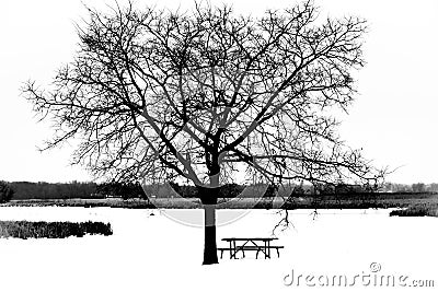 Tree with Picnic Table at Park Winter Stock Photo