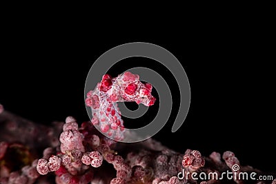 Bargibant`s seahorse, Hippocampus bargibanti Stock Photo