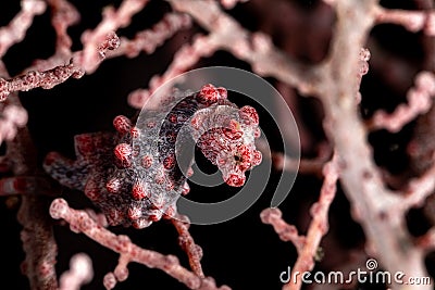 Bargibant`s seahorse, Hippocampus bargibanti Stock Photo