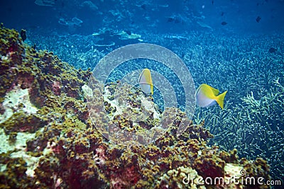 Barhead spinefoot or Virgate rabbitfish Stock Photo