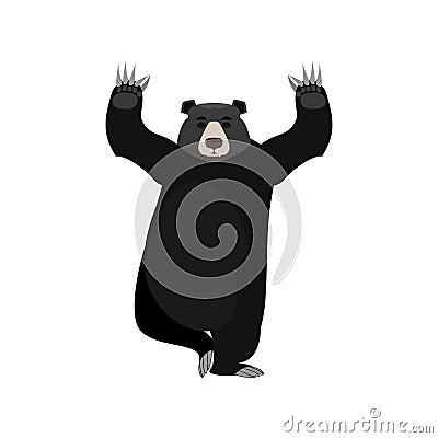 Baribal yogi. American Black Bear yoga. Wild animal zen and relaxation Vector Illustration