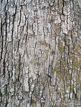 Bark Stock Photo