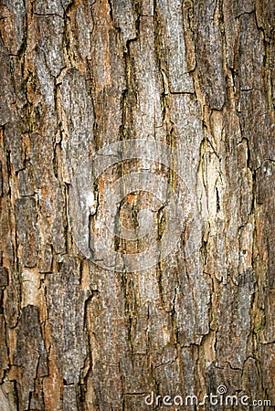 Bark Stock Photo