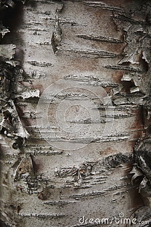 Bark beech trunk tree detail. Stock Photo