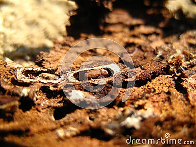 Bark beetle Stock Photo