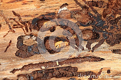 bark beetle as dangerous insect Stock Photo