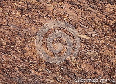 Bark beetle feeding spots in spruce wood Stock Photo