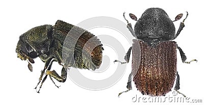 Bark beetle Phloeosinus aubei Stock Photo