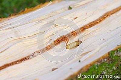 Bark Beetle pupae and galleries in wood Stock Photo