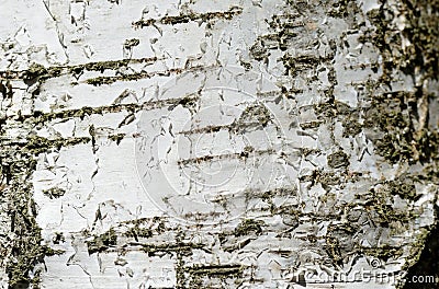 The bark of birch tree as a background Stock Photo