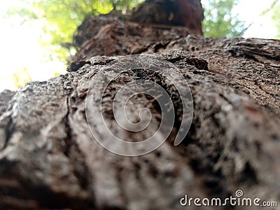 Bark Closeup Vachellia nilotica, Kikar, Babool, Gum arabic tree Stock Photo