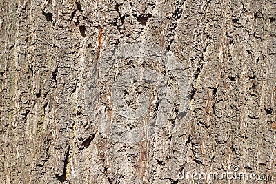 The bark of deciduous tree Stock Photo