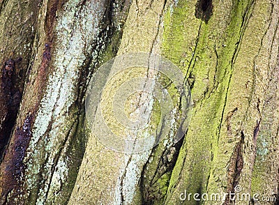 Bark in detail Stock Photo