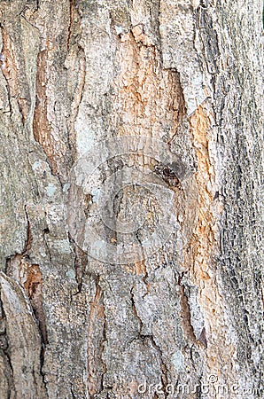 Bark of Elm. trunk of tree ,Seamless Tileable background Texture Stock Photo