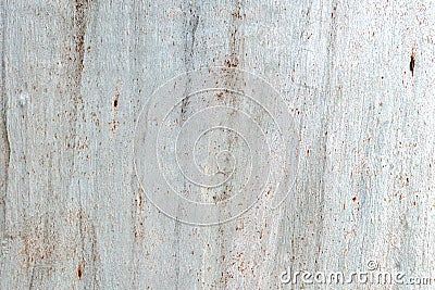 Bark of eucalyptus tree, light gray wooden background Stock Photo