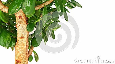 Green trunk with tree leaves Stock Photo