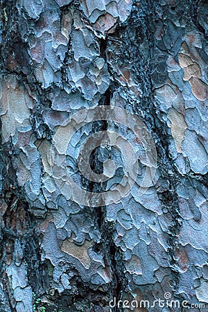 Bark moss lichen textured bark tree Stock Photo