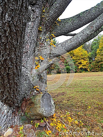 The Bark of an Old Oak Tree Stock Photo