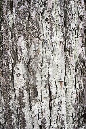 The bark of an old tree for background Stock Photo