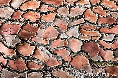 The bark of an old tree Stock Photo