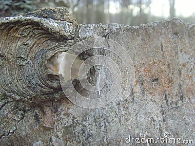 Bark of tree with a hole. Cora from an old tree. Stock Photo