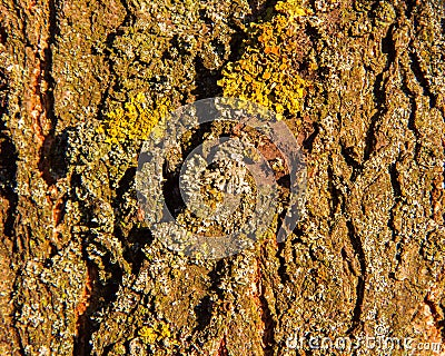 The bark of an old tree with mosses, lichens and fungi. Stock Photo