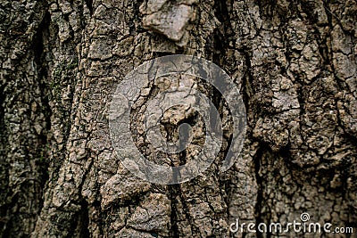 Bark of an old tree Stock Photo